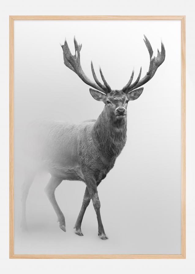 Black and white Red deer Poster