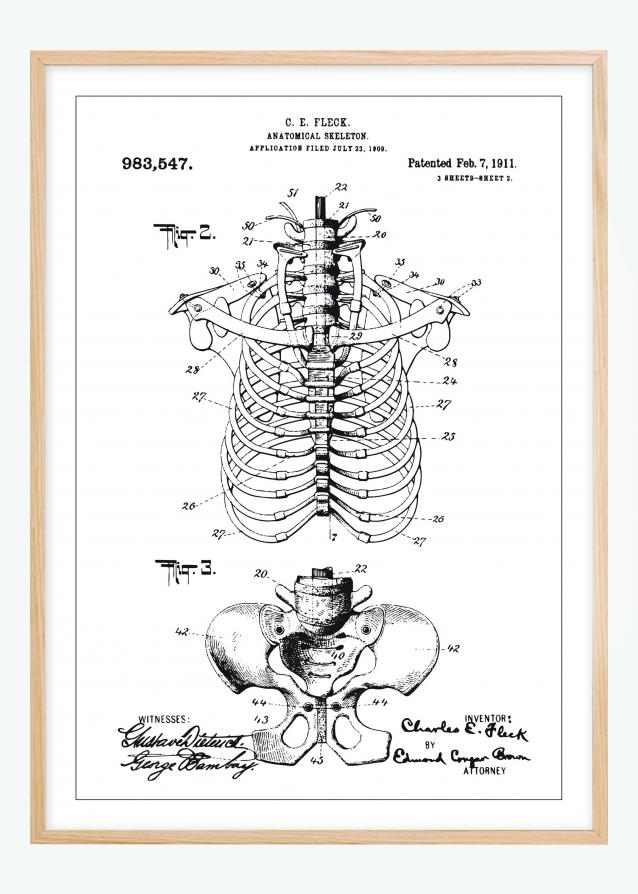 Patentzeichnung - Anatomisches Skelett II Poster