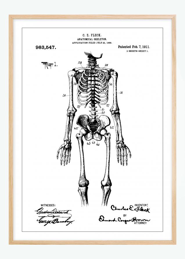Patentzeichnung - Anatomisches Skelett I Poster