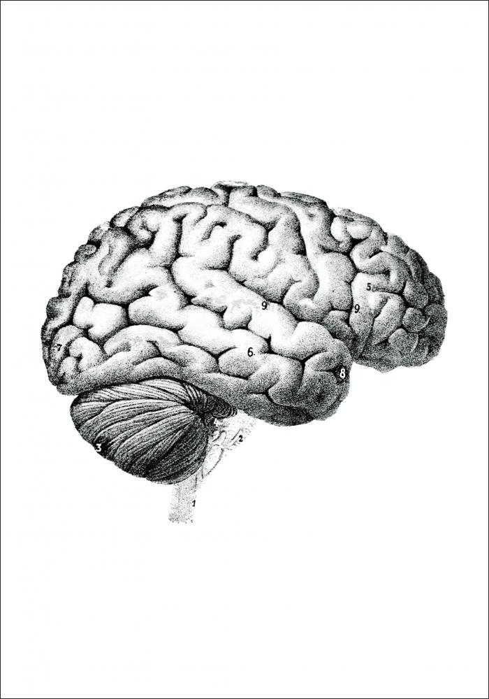 Schule Gehirn Poster