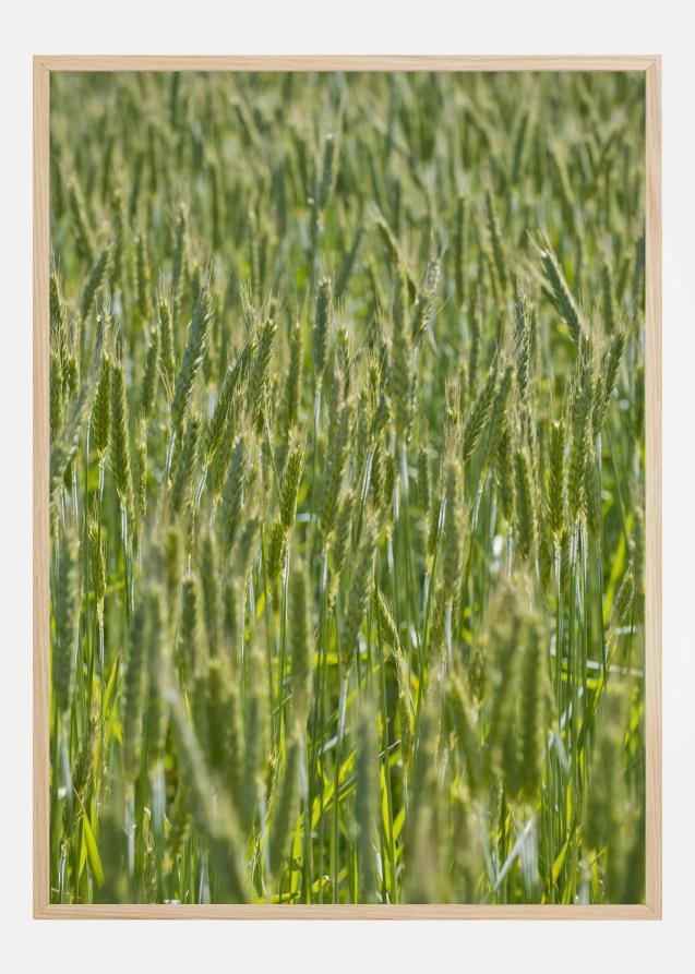 Green Wheat Field Poster
