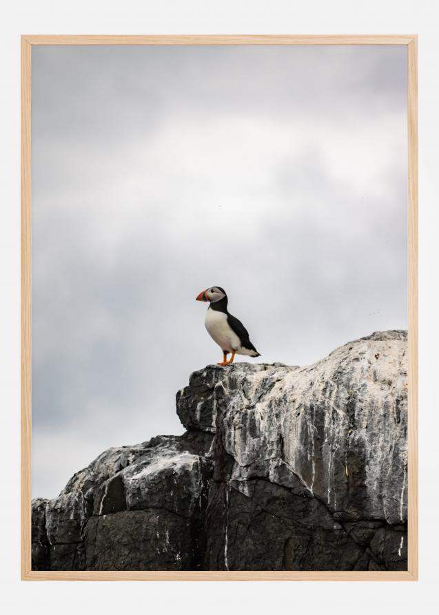 Puffin Poster