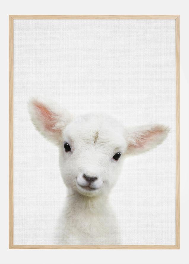 Peekaboo Baby Sheep Poster