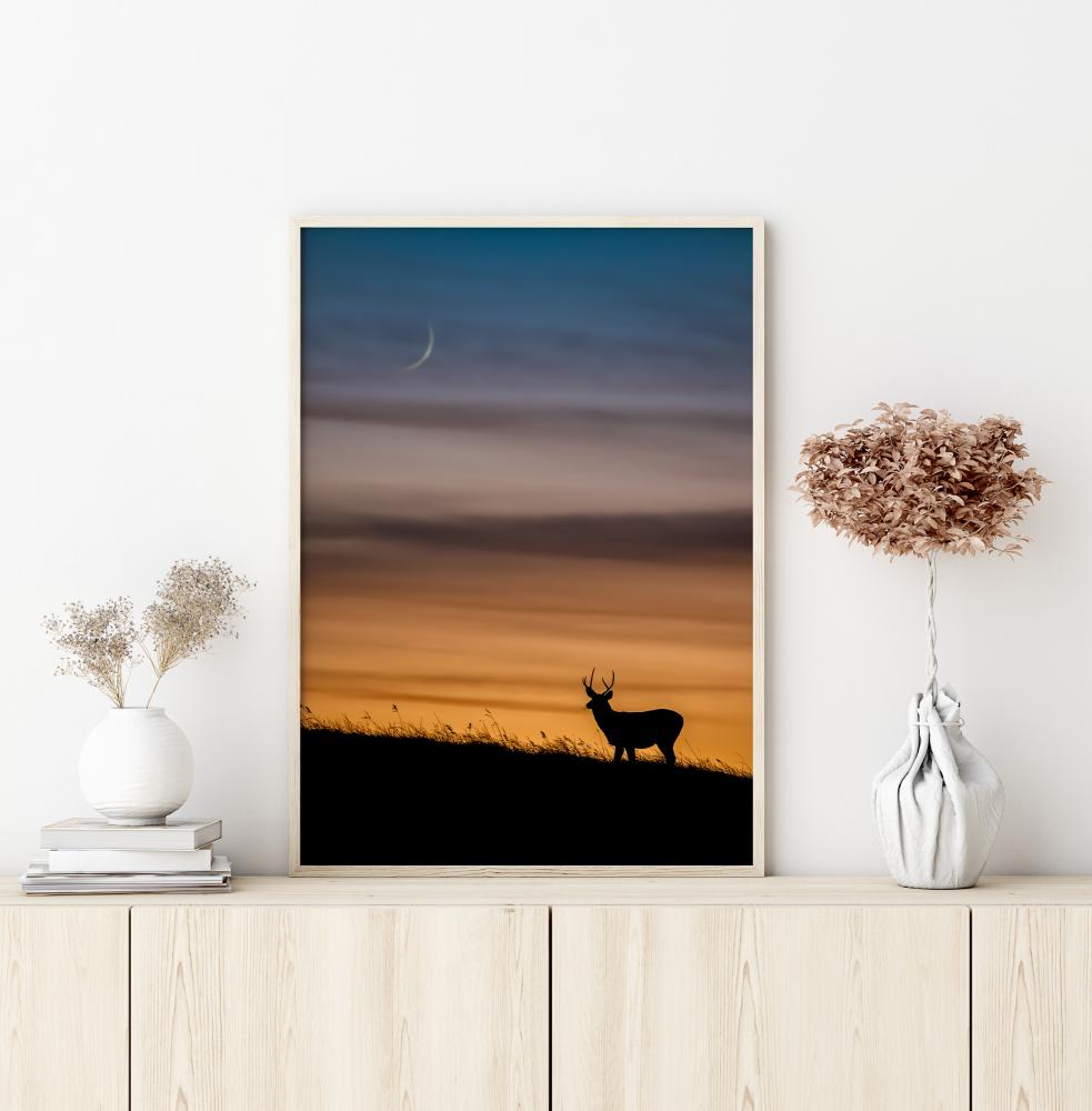 Deer In Sunset Poster