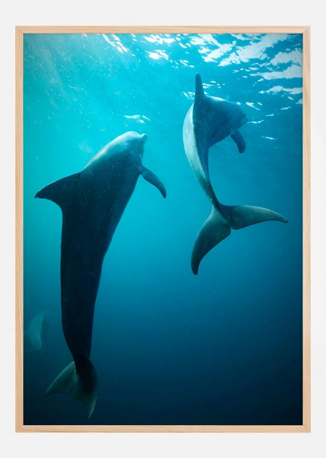Shapes of Dolphins Poster