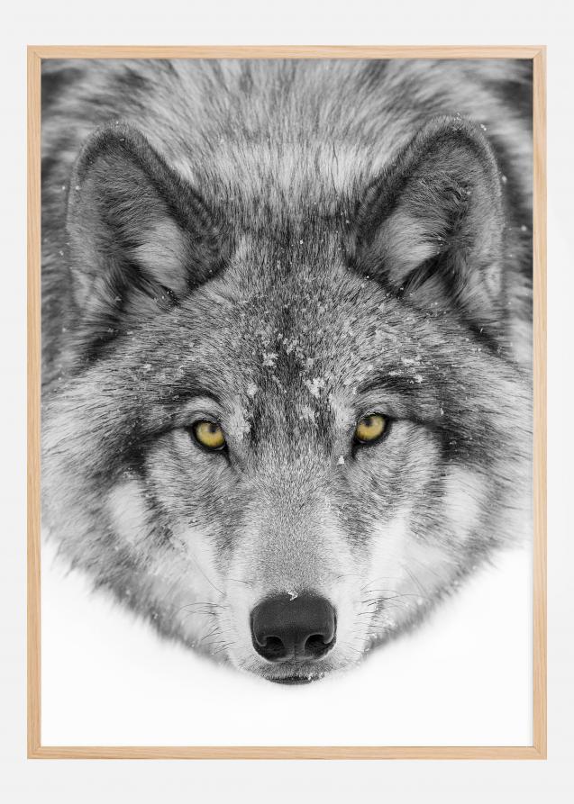 Yellow eyes Timber Wolf Poster
