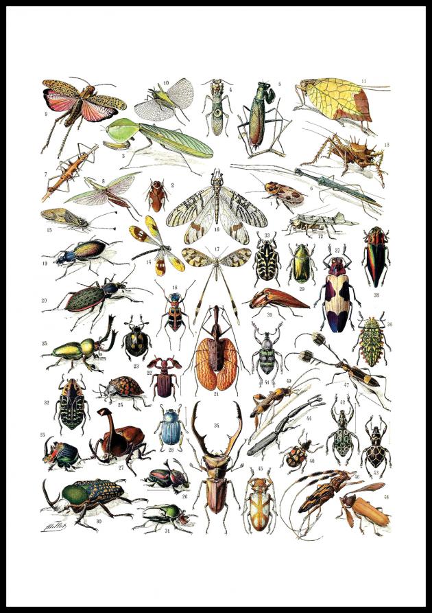Schule Insekten II Poster