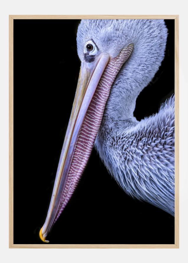 Pelican at night Poster