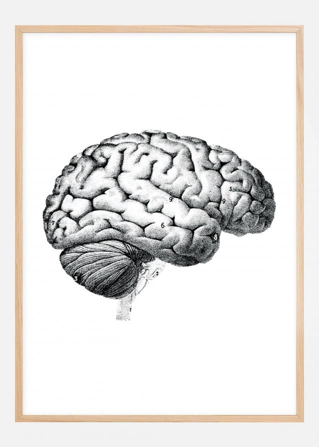 Schule Gehirn Poster