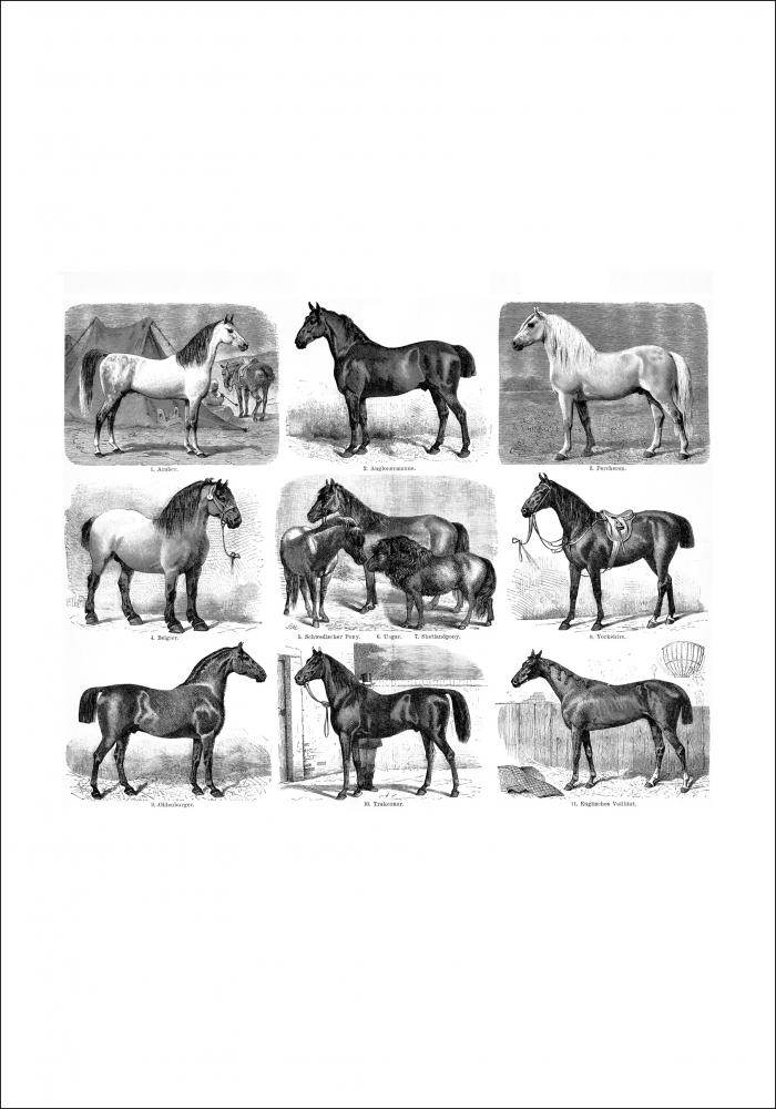 Pferderassen Poster