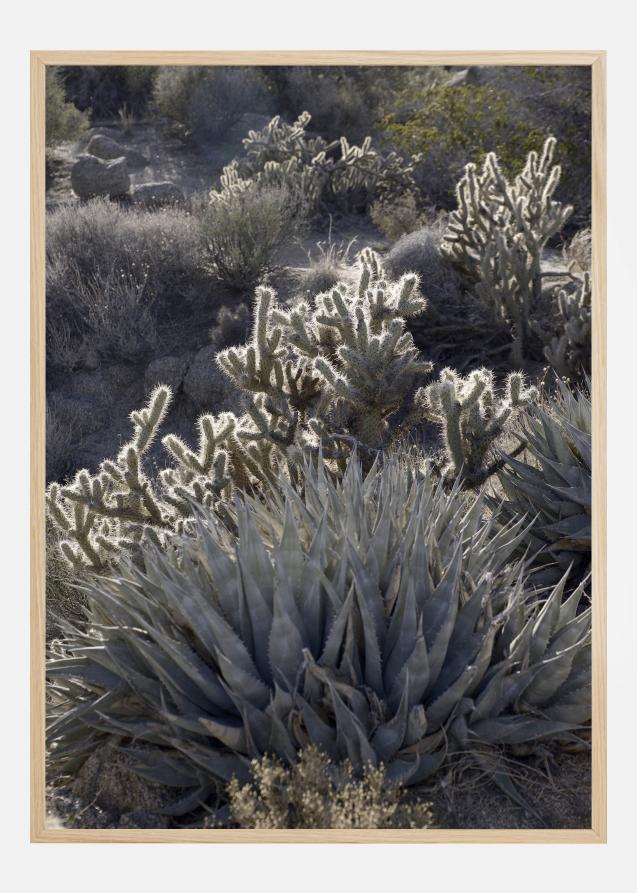 Cactus In Desert Poster