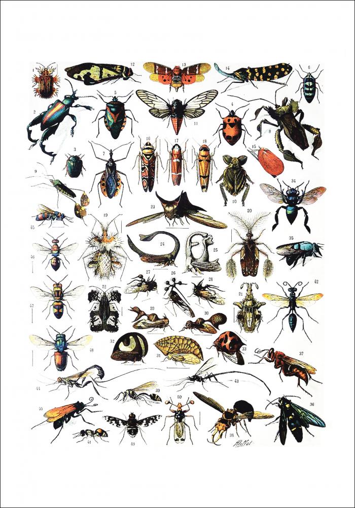 Schule Insekten I Poster