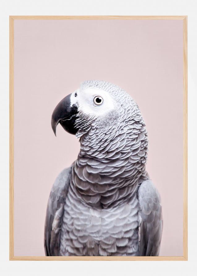 African Grey Poster