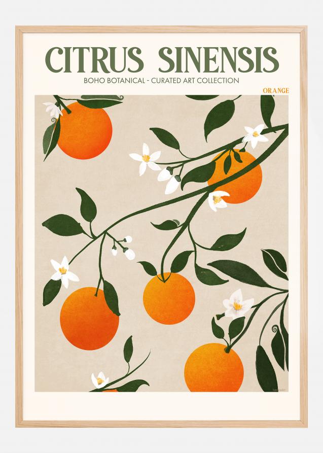 Boho Citrus Sinensis Poster