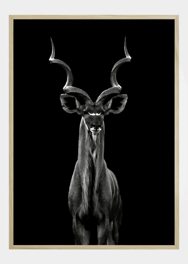 Greater Kudu Poster