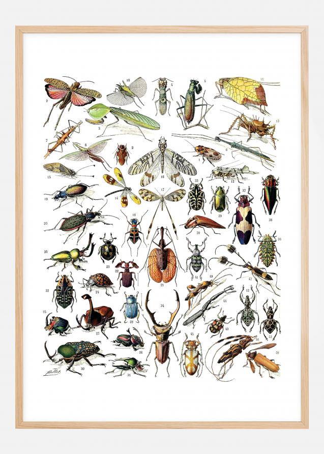 Schule Insekten II Poster