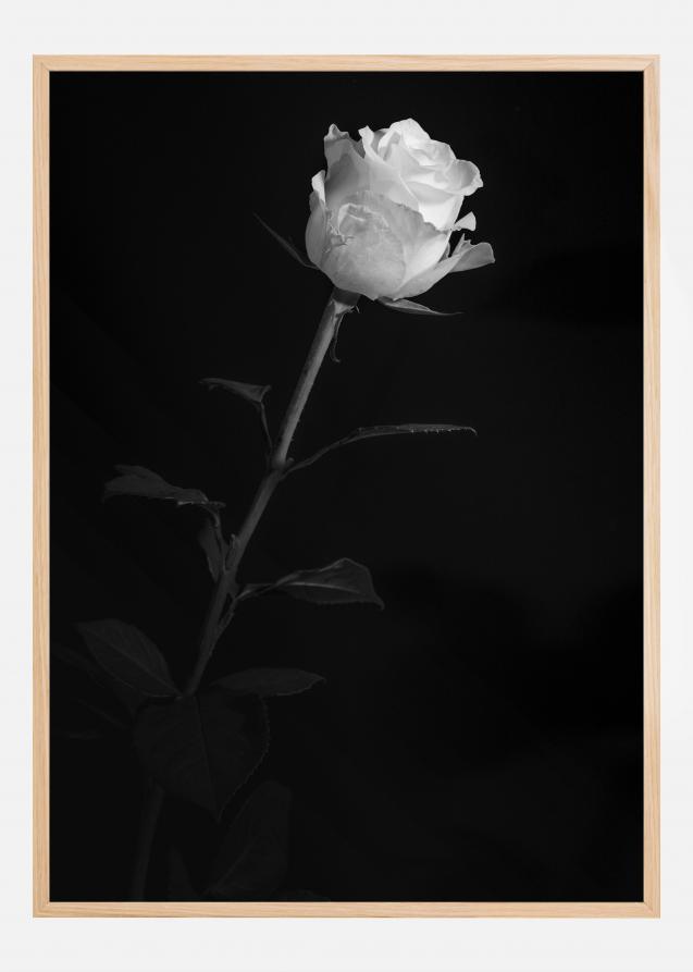 White rose Poster