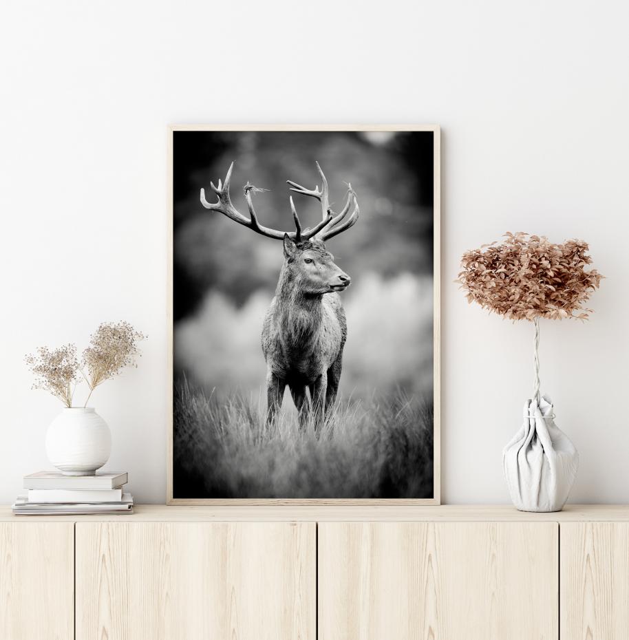 Deer With Horns Poster