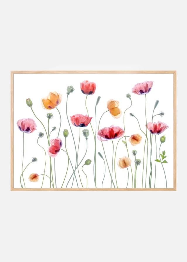 Papaver party Poster