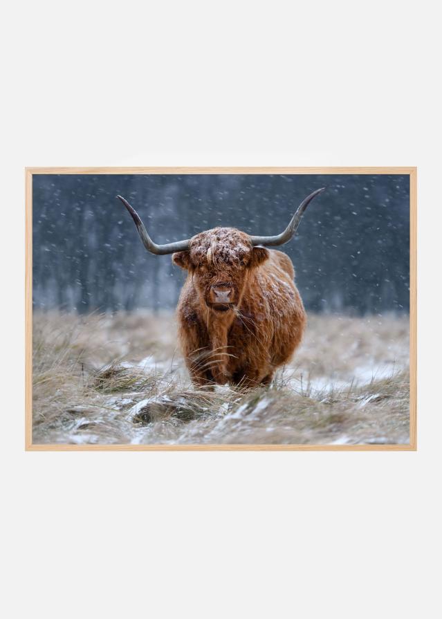 Snowy Highland cow Poster