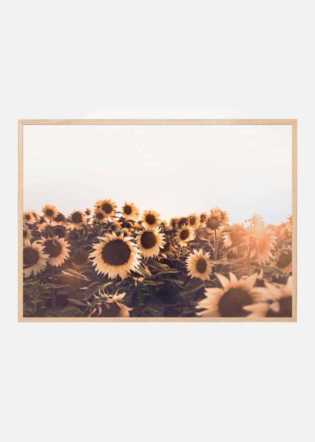 Sunflowers Poster