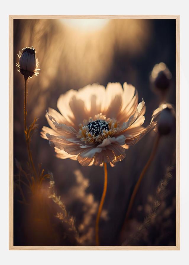 Flower in Morning Sun Poster