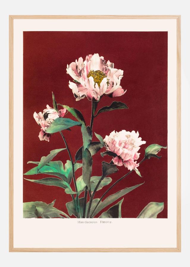 HAbrdaceous Peony no2 Poster