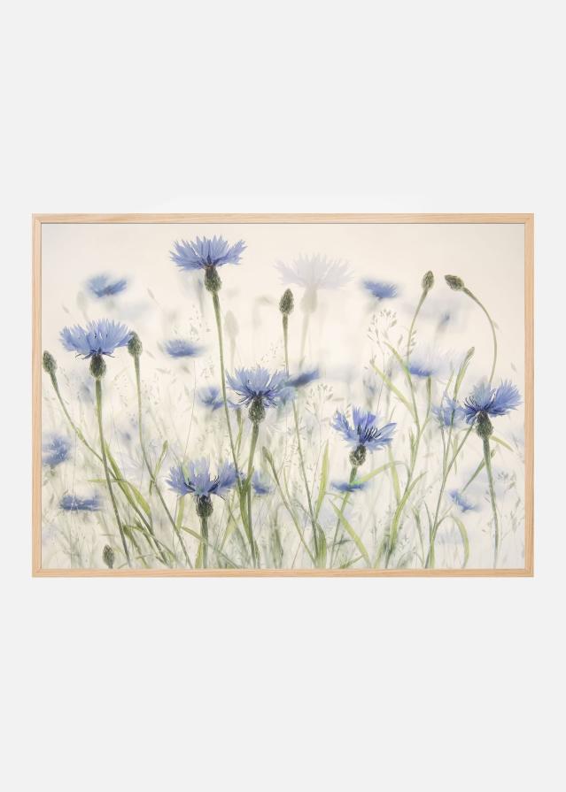 Cornflowers Poster