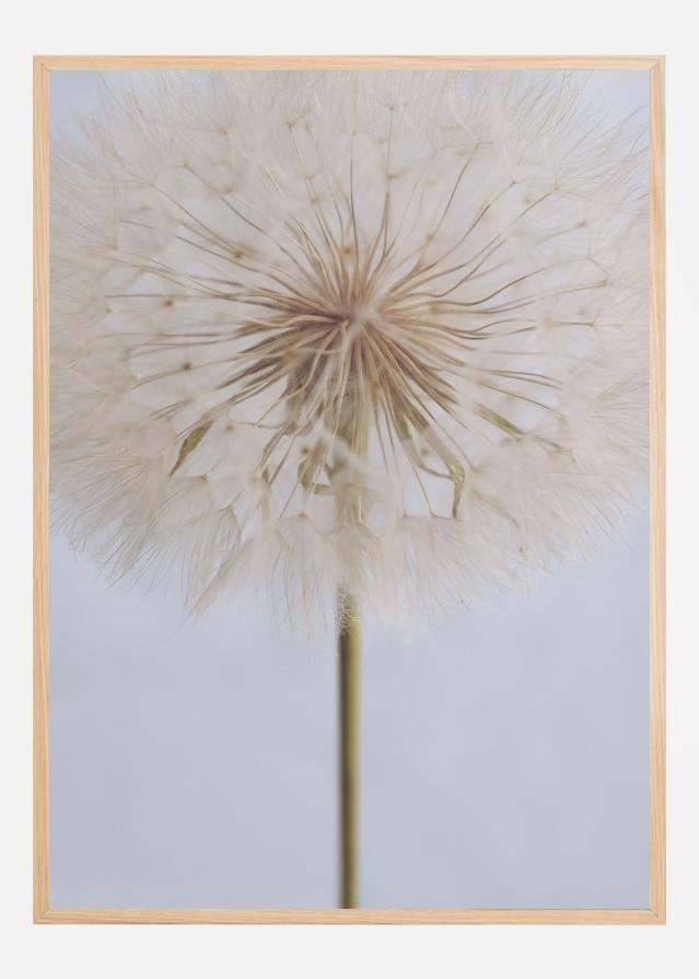 Delicate Dandelion Poster