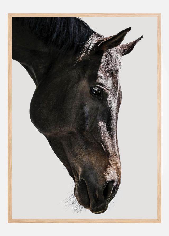 Gentle Equine Gaze Poster