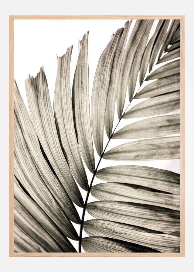 Palm Leaves II Poster