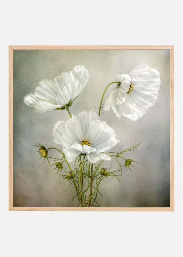 Cosmos Charm Poster