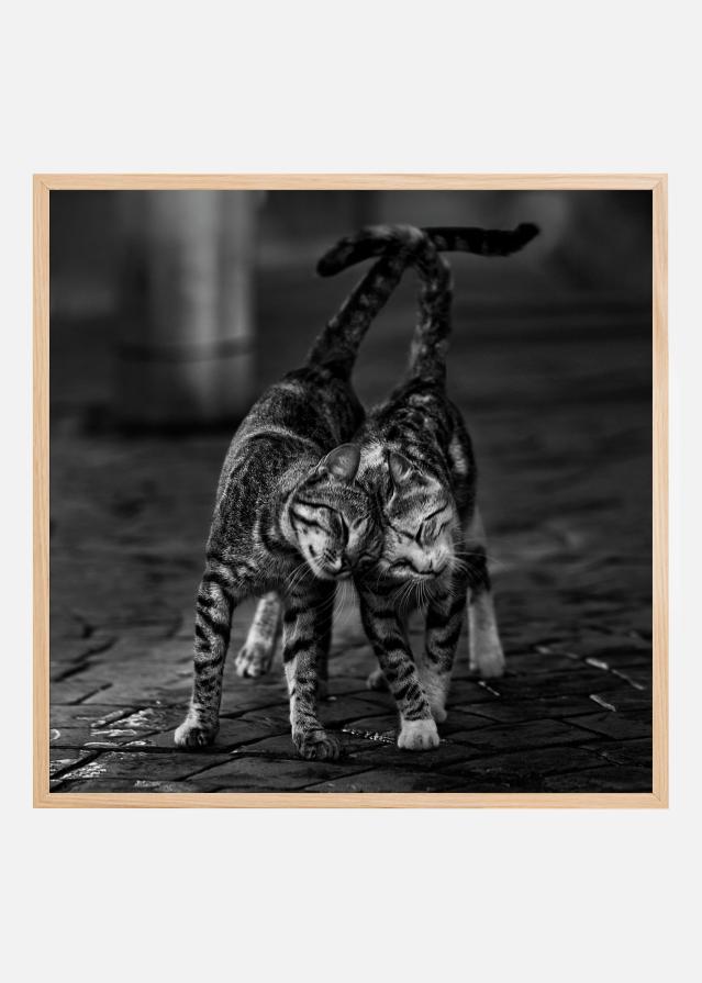 Kittens Poster