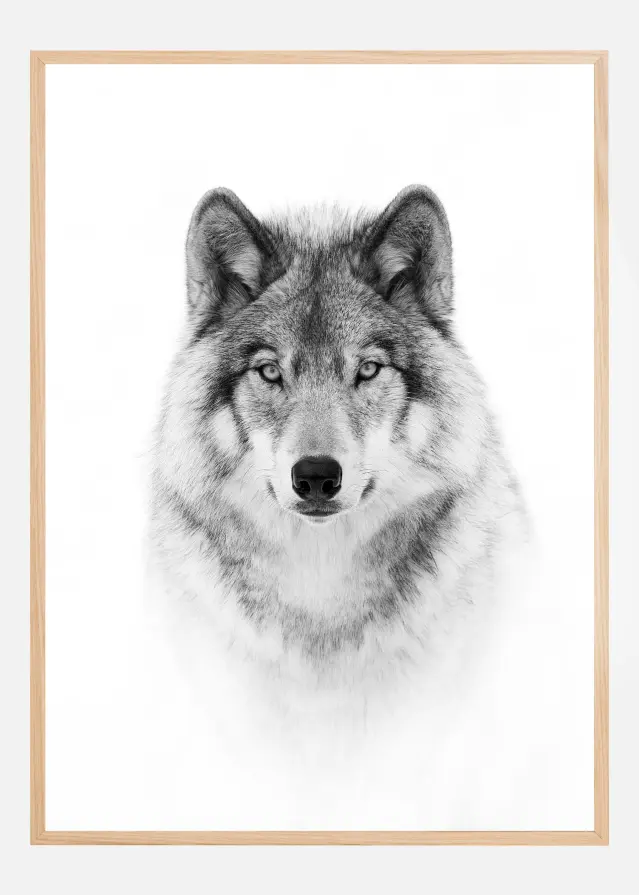 Portrait of a Timber Wolf Poster