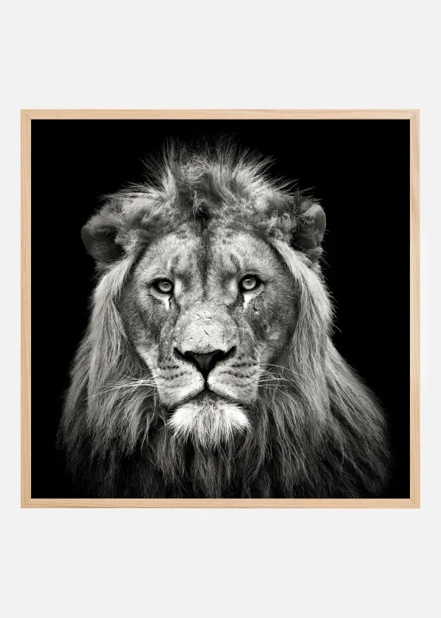 Young Male Lion Poster