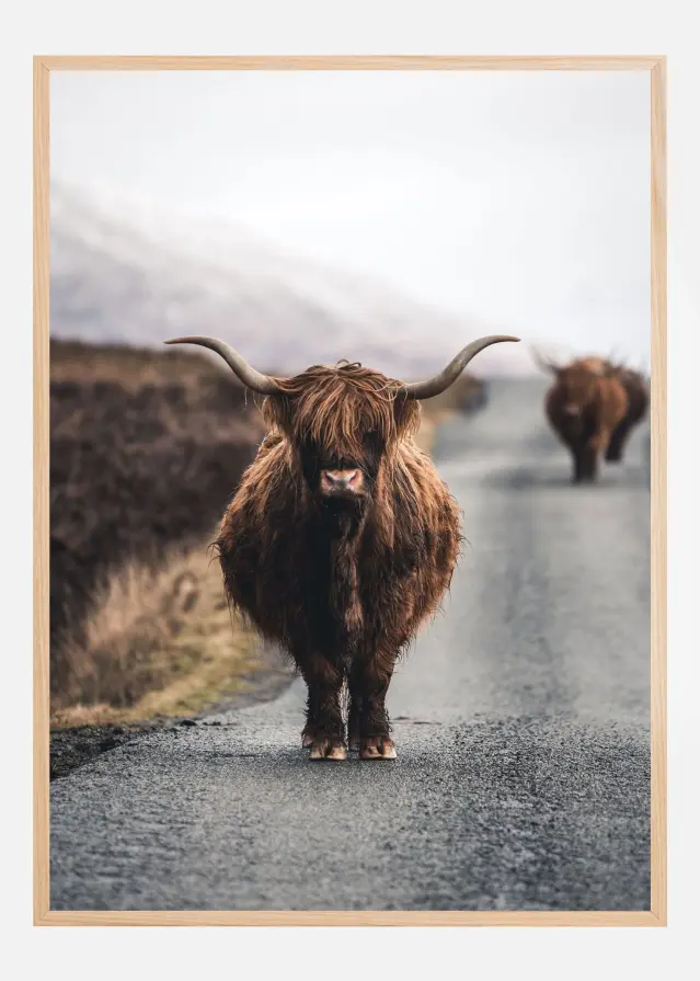 Cow Poster