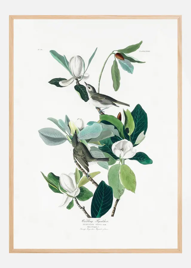 Warbling Flycatcher From Birds of America (1827) Poster