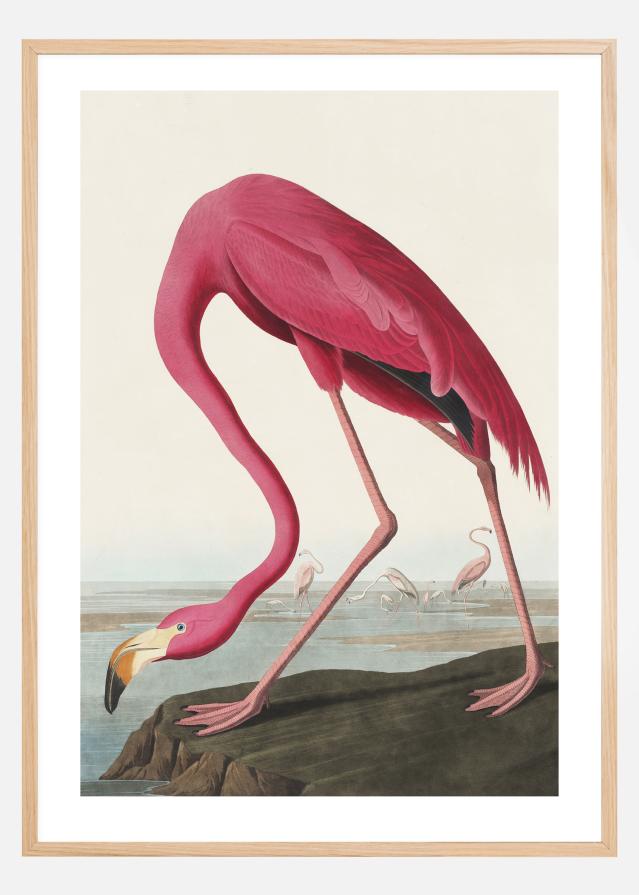 American Flamingo Poster