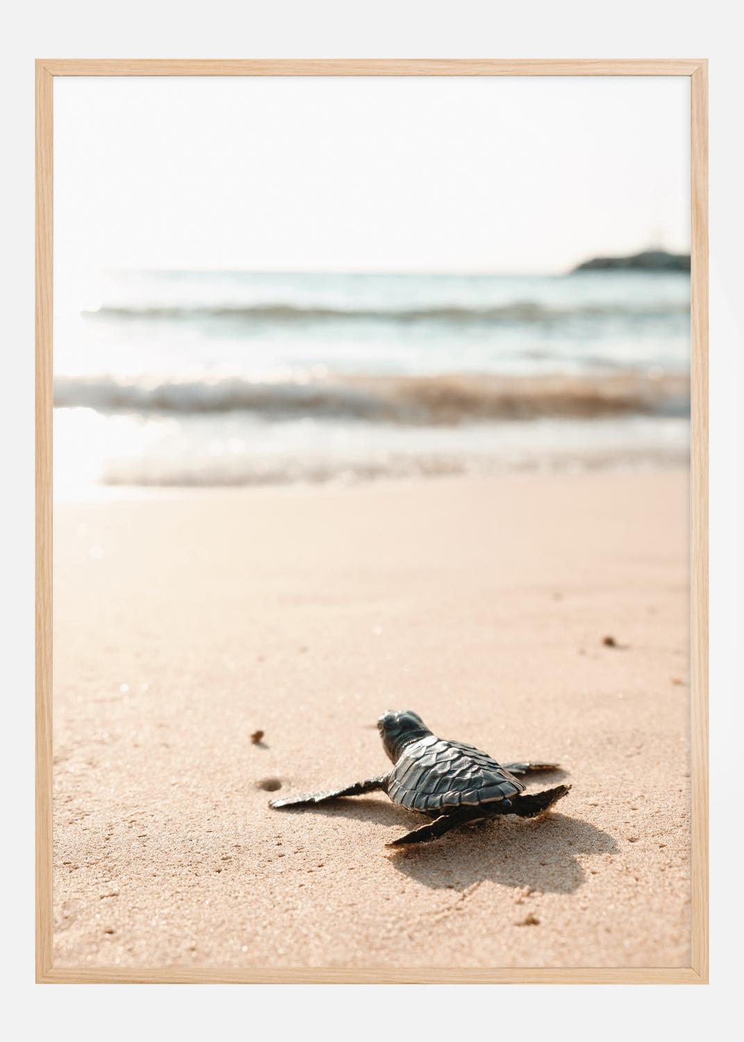 Product Image for Little turtle on his way Poster (21x29.7 cm (A4))