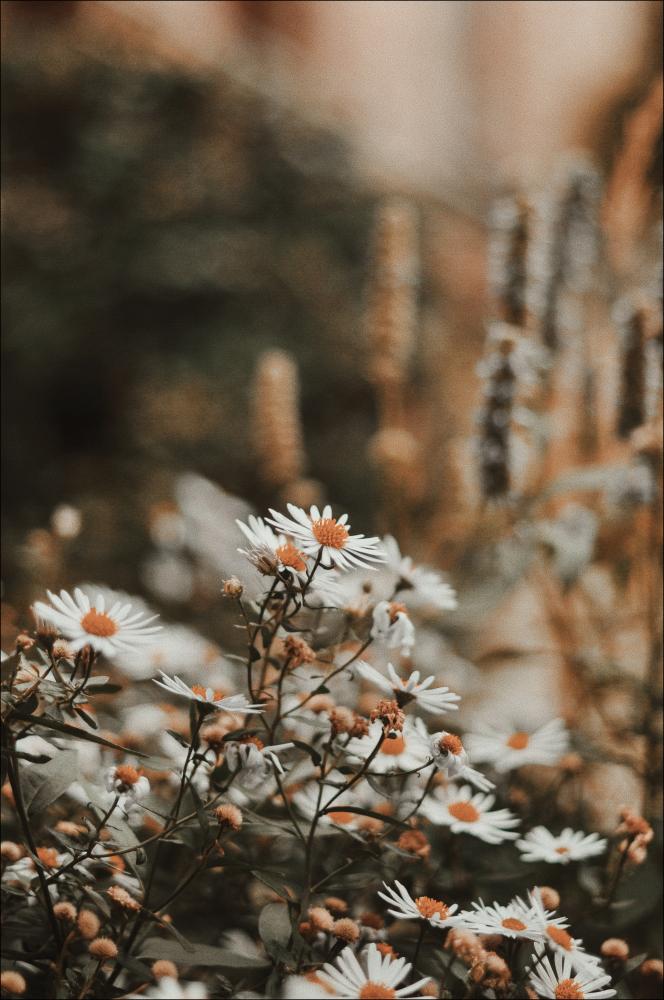 Daisy Poster