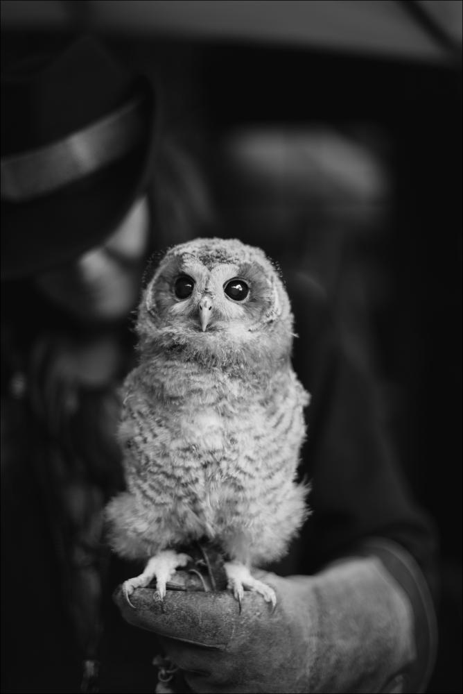 Hedwig Poster