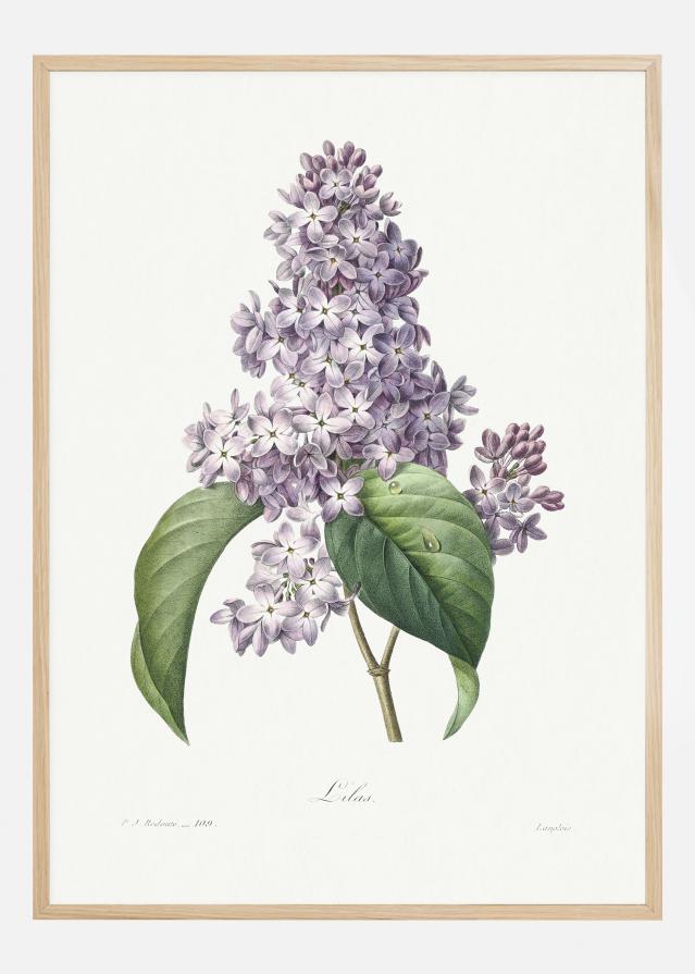 Lilac Flower Poster