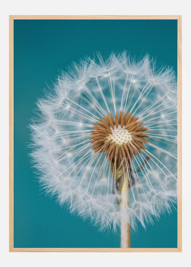 Dandelion Macro Sky Poster