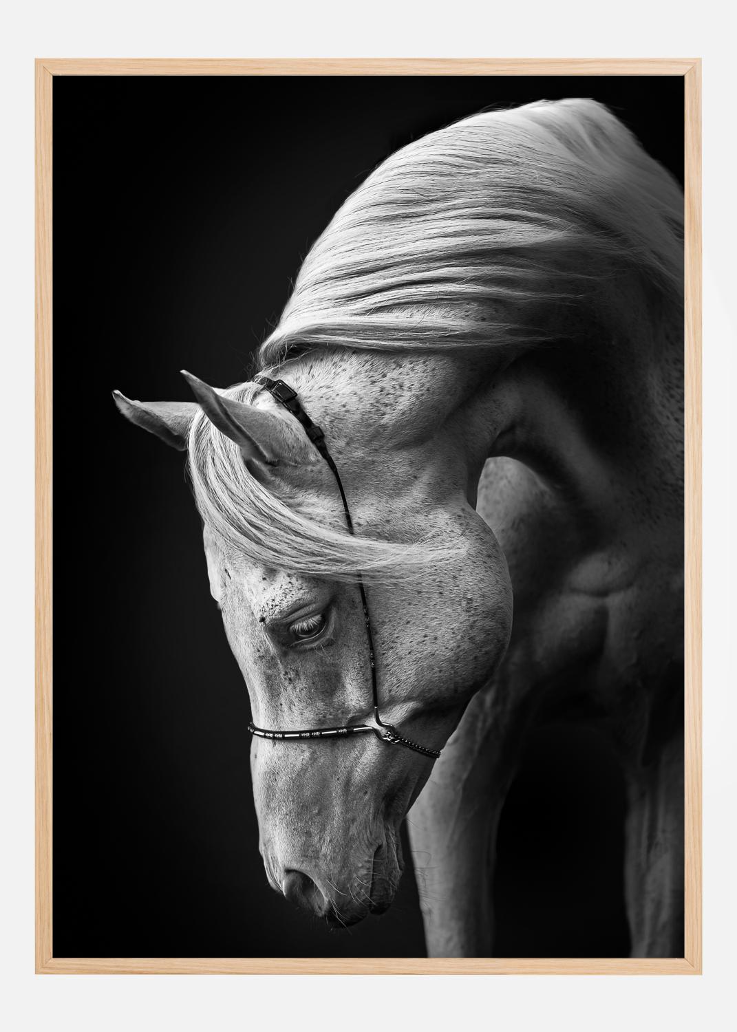 Product Image for White Stallion Poster (70x100 cm)