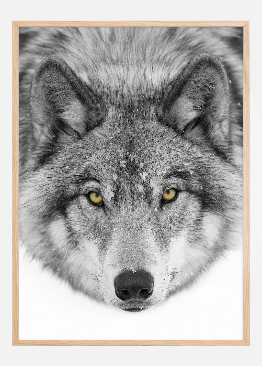 Product Image for Yellow eyes Timber Wolf Poster (50x70 cm)