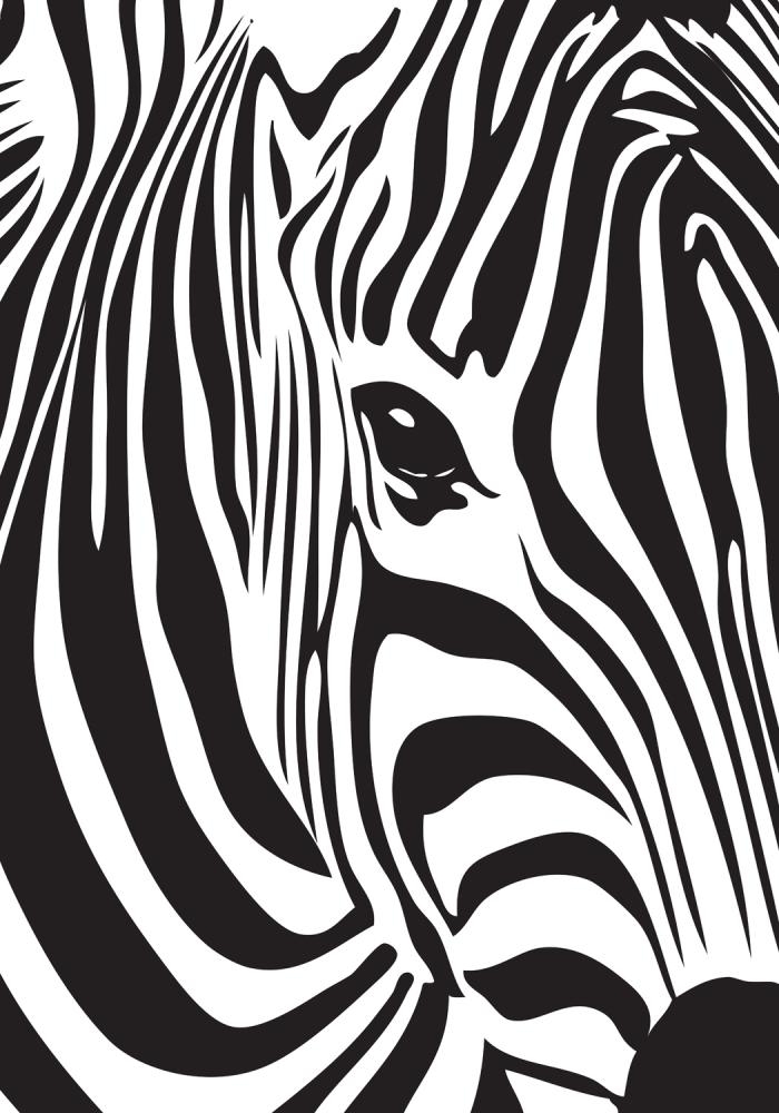 Zebra Poster