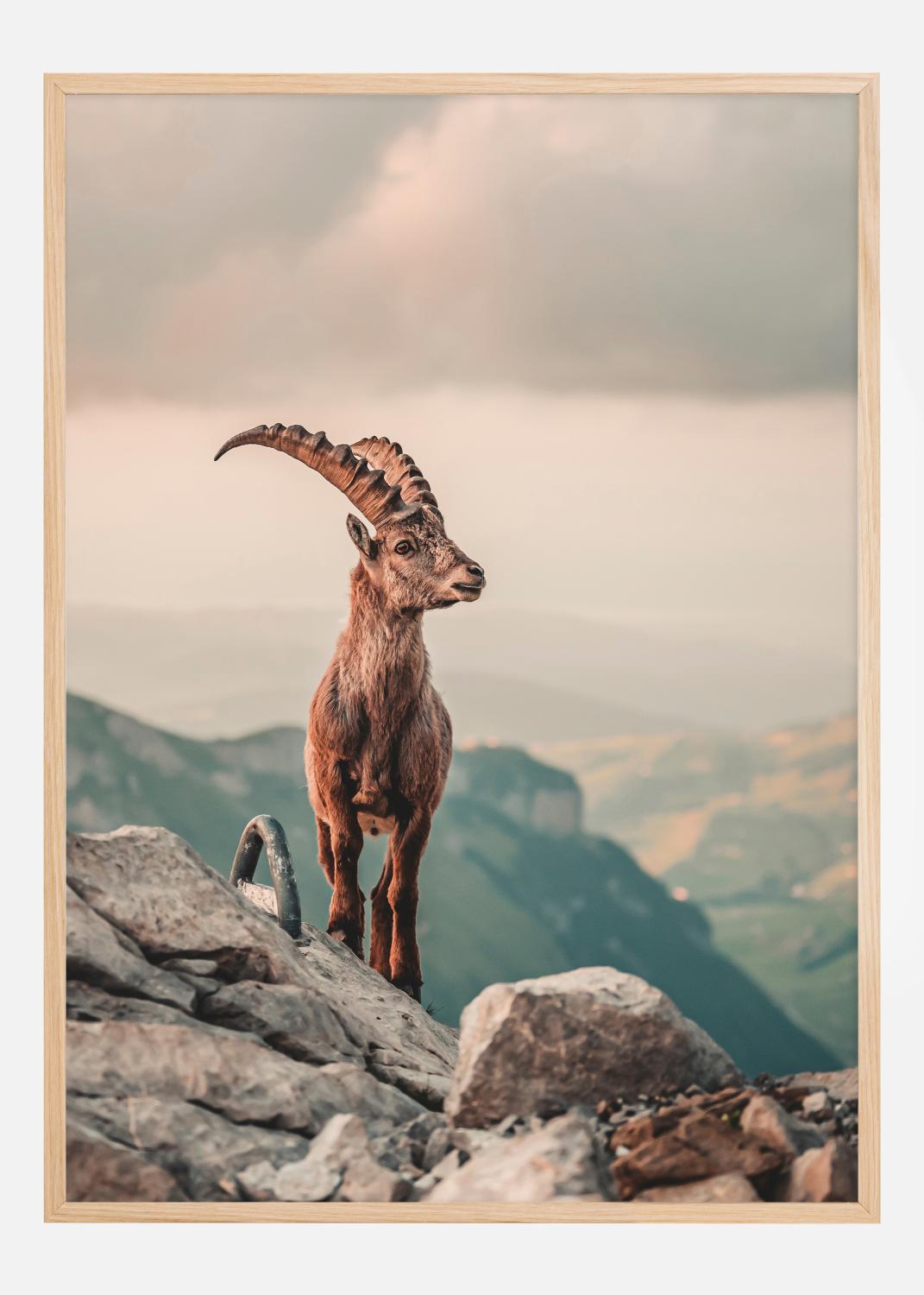 Product Image for Mountain Goat Poster (30x40 cm)