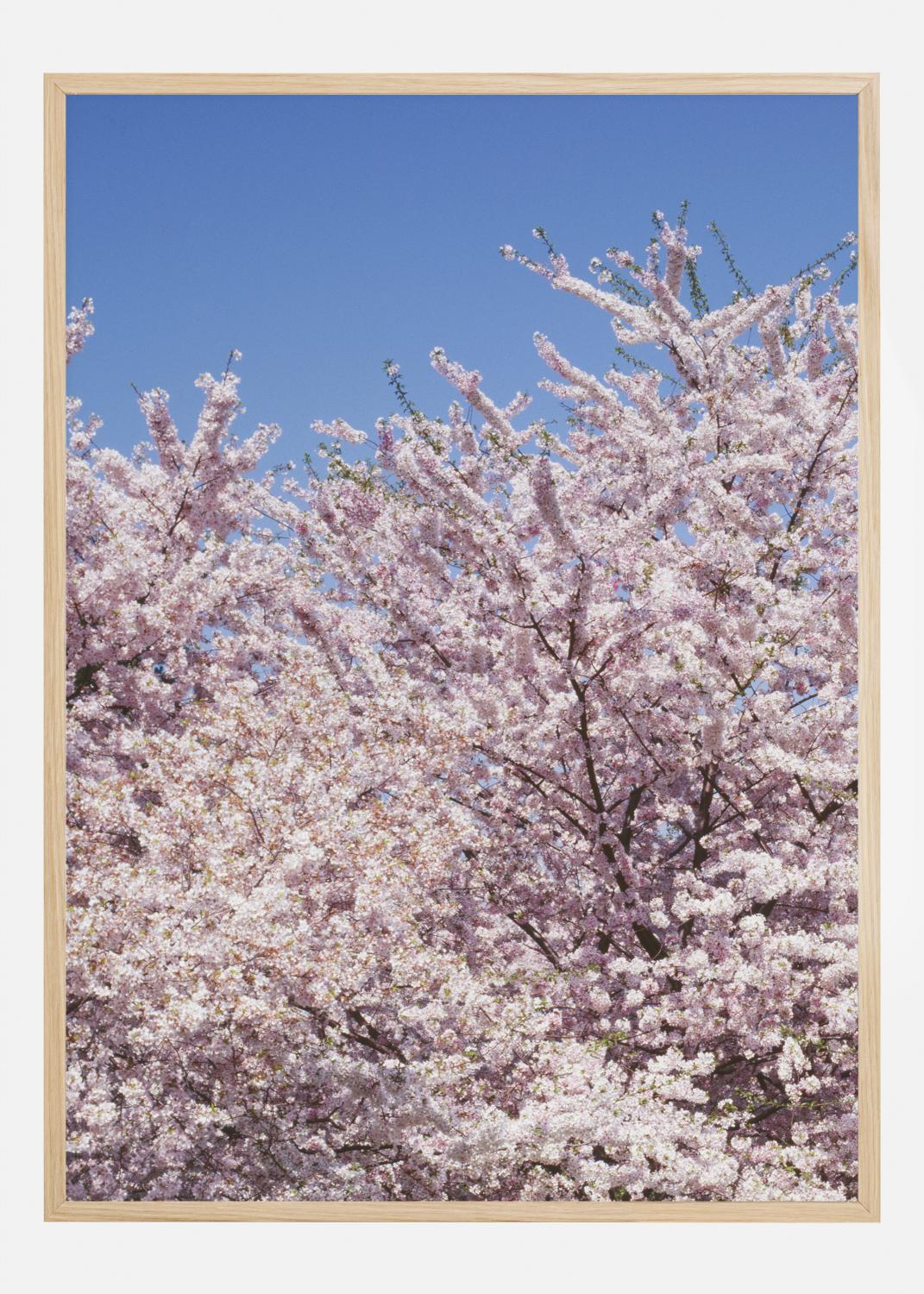 Product Image for Cherry-Tree Poster (21x29.7 cm (A4))