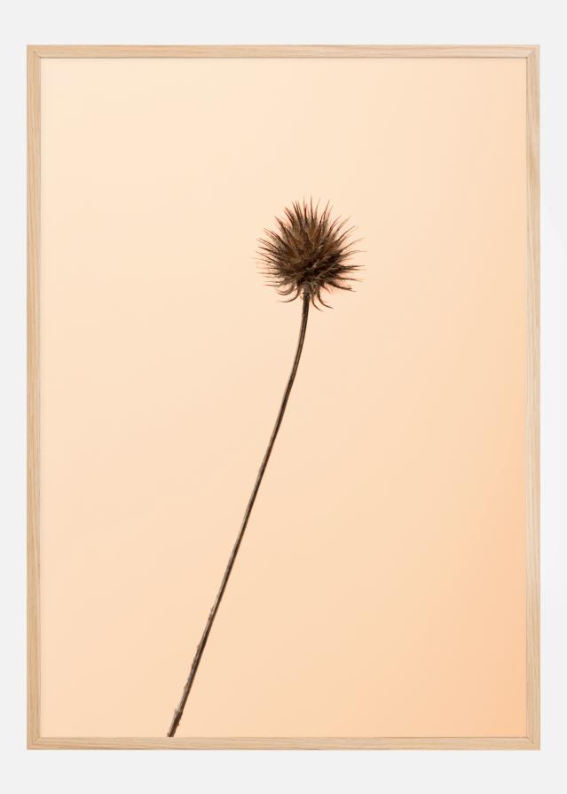 Thistle Peach Poster