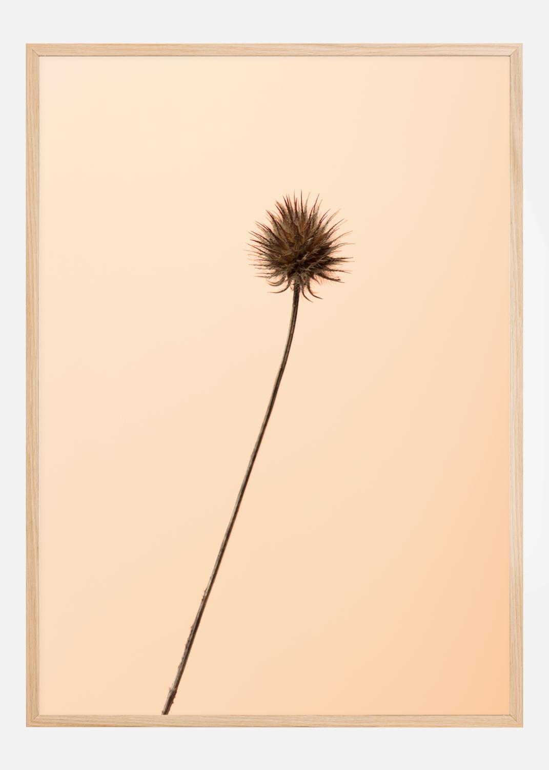 Product Image for Thistle Peach Poster (30x40 cm)